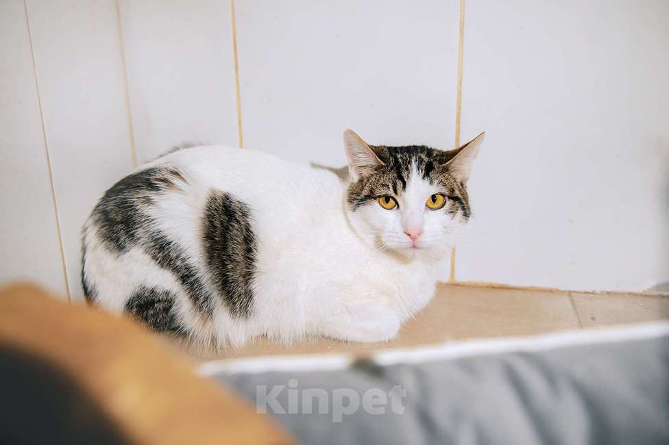 Кошки в других городах Московской области: Перчинка ждет своего человека! Девочка, Бесплатно - фото 4