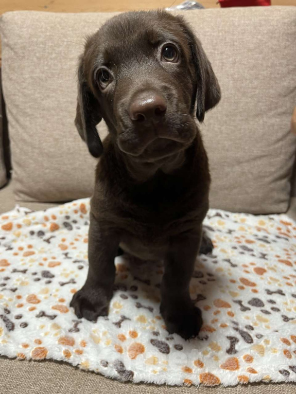 Собаки в других городах Московской области: Продаётся щенок лабрадора Мальчик, 40 000 руб. - фото 4