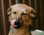 Собаки в Краснодаре: Рыжик Мальчик, 1 руб. - фото 1