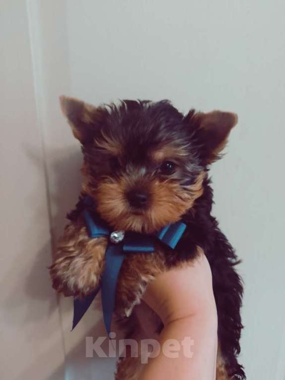 Собаки в Боровске: Пупсики Мальчик, 25 000 руб. - фото 6