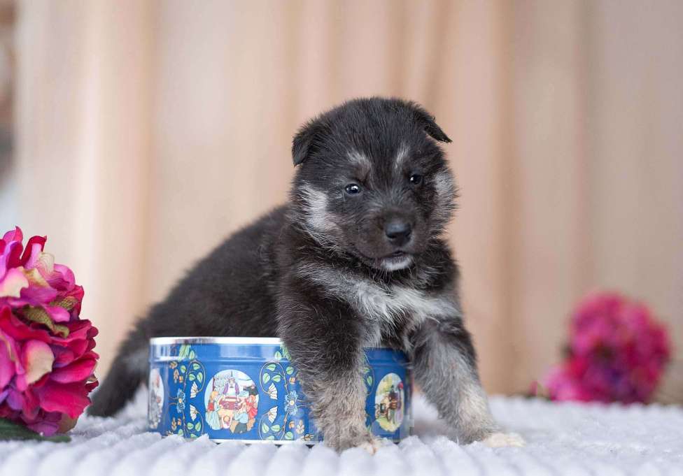 Собаки в Москве: 5 щенков от немецкой овчарки ищут дом Девочка, Бесплатно - фото 1