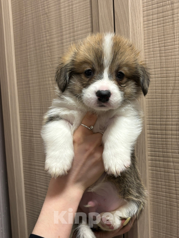 Собаки в Орле: Щенок корги Мальчик, 40 000 руб. - фото 2