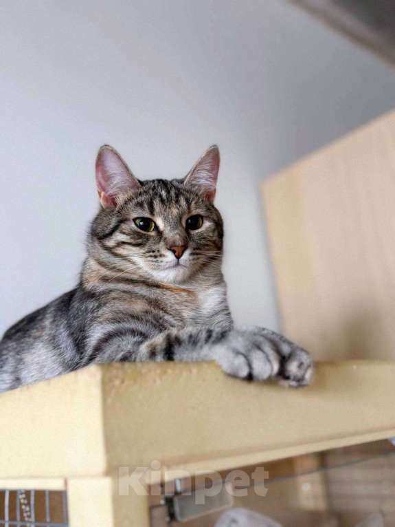 Кошки в Балашихе: Груша Девочка, Бесплатно - фото 4