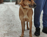 Собаки в Самаре: В добрые руки отдается собака Мальчик, Бесплатно - фото 2