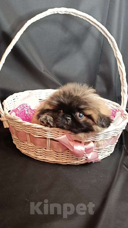 Собаки в Самаре: Пекинес красотка Девочка, Бесплатно - фото 3