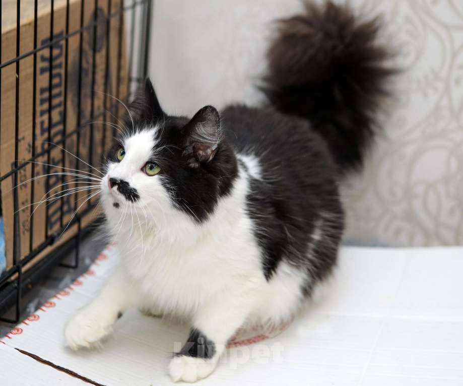 Кошки в Санкт-Петербурге: Обалденные красавцы братики Мальчик, 100 руб. - фото 5