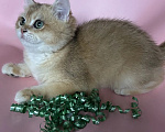 Кошки в Москве: Британский котëнок. Мальчик, 35 000 руб. - фото 2