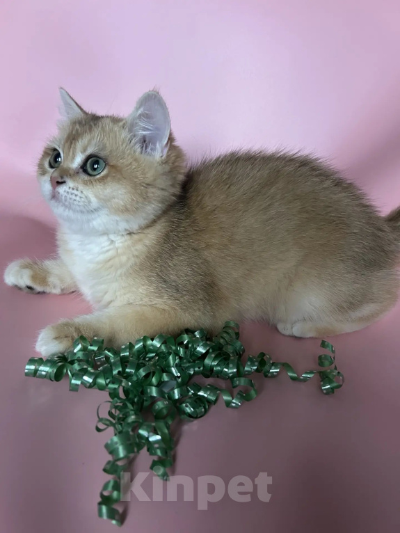Кошки в Москве: Британский котëнок. Мальчик, 35 000 руб. - фото 2