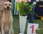 Собаки в Иваново: Золотистый ретривер (вязка) Мальчик, 10 руб. - фото 3