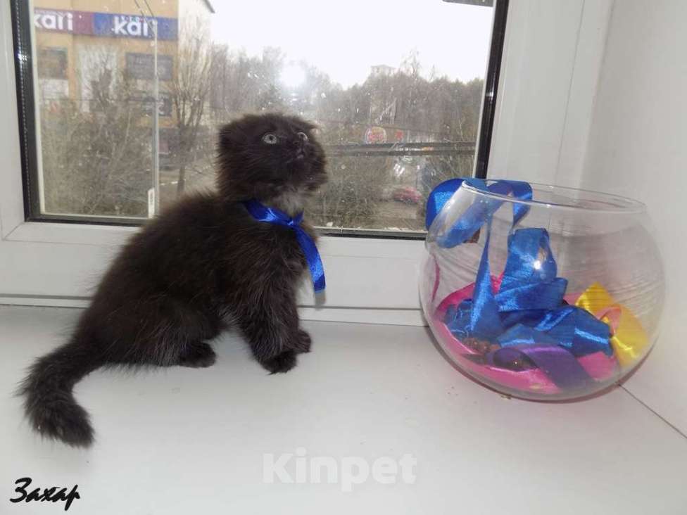 Кошки в Москве: Шотландский длинношерстный вислоухий котенок, мальчик Мальчик, 20 000 руб. - фото 4