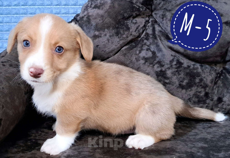 Собаки в Москве: Мальчик вельш-корги кардиган Мальчик, 50 000 руб. - фото 1