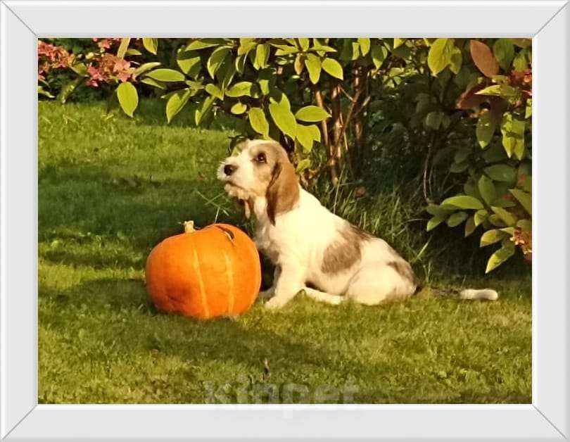 Собаки в Москве: Малый вандейский бассет гриффон щенки Мальчик, 95 000 руб. - фото 2