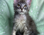 Кошки в Дмитрове: Голубая серебристая мраморная девочка мейн кун Carmie Девочка, Бесплатно - фото 6