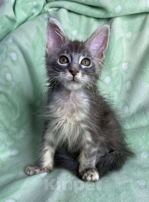 Кошки в Дмитрове: Голубая серебристая мраморная девочка мейн кун Carmie Девочка, Бесплатно - фото 6