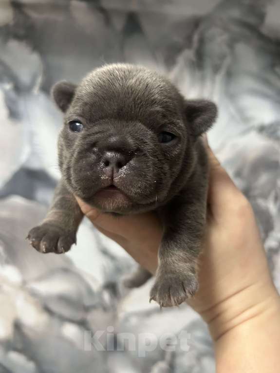Собаки в Москве: Французская булка 🥖  Девочка, 120 000 руб. - фото 4