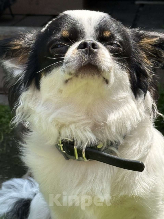 Собаки в Вяземском: Вязка кобель чихуахуа длинношёрстный  Мальчик, Бесплатно - фото 3