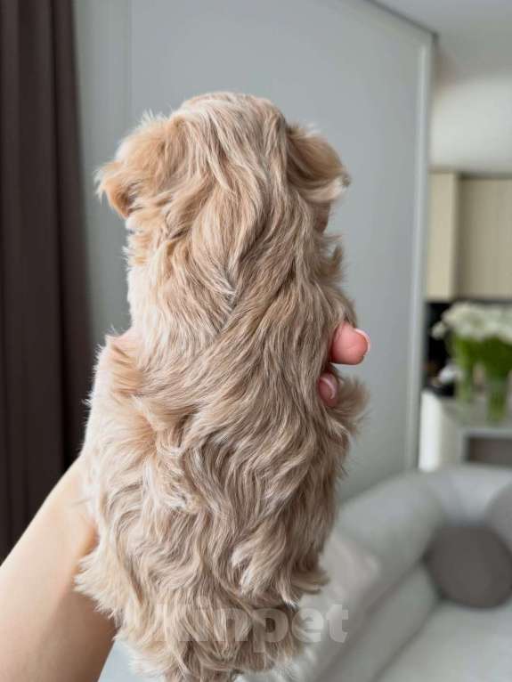 Собаки в Ростове-на-Дону: Мальтипу, щенок Мальчик, 180 000 руб. - фото 5