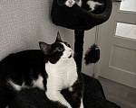 Кошки в Краснодаре: Котики в добрые руки Мальчик, Бесплатно - фото 4