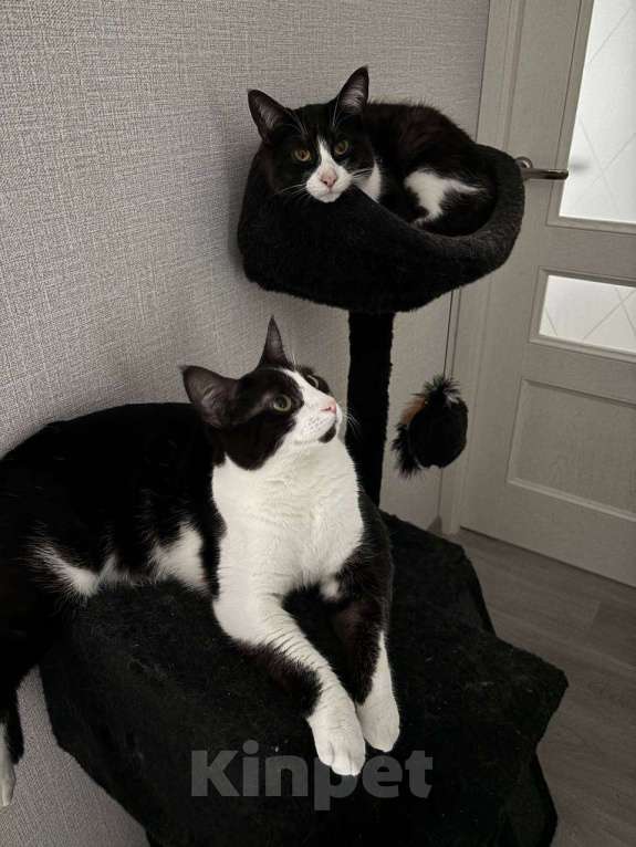 Кошки в Краснодаре: Котики в добрые руки Мальчик, Бесплатно - фото 4