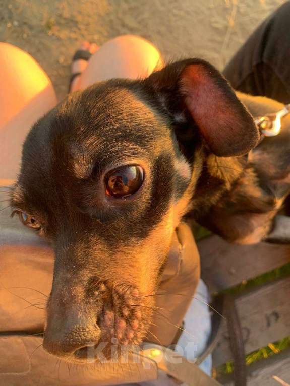 Собаки в Салехарде: В добрые руки Девочка, Бесплатно - фото 3