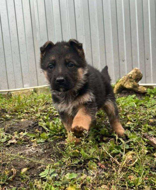 Собаки в Липецке: Немецкая овчарка, щенок Мальчик, 34 000 руб. - фото 4