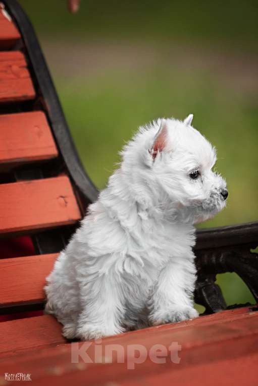 Собаки в Москве: Вест хайленд уайт терьер, щенок РКФ Мальчик, Бесплатно - фото 2