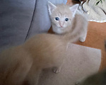 Кошки в Каспийске: Котята в добрые руки Девочка, Бесплатно - фото 3