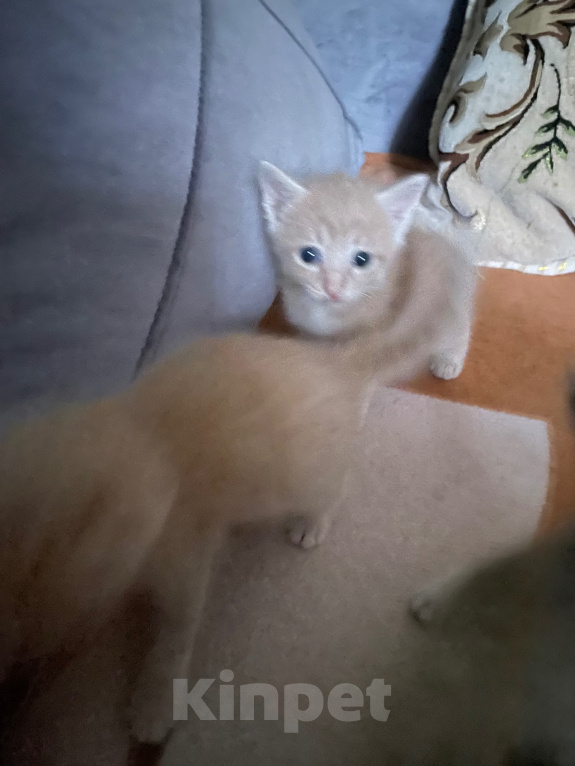 Кошки в Каспийске: Котята в добрые руки Девочка, Бесплатно - фото 3