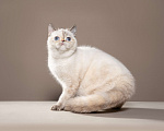 Кошки в Тюмени: Экзот девочка, экзотические короткошерстные котята Девочка, Бесплатно - фото 2