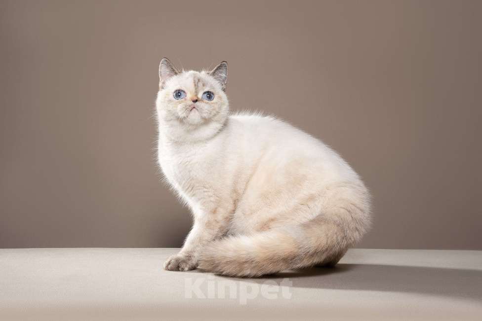 Кошки в Тюмени: Экзот девочка, экзотические короткошерстные котята Девочка, Бесплатно - фото 2