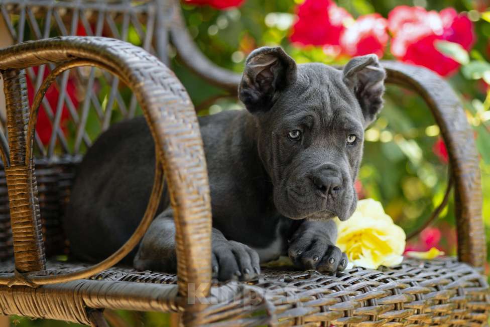 Собаки в Краснодаре: Щенки Кане корсо Мальчик, Бесплатно - фото 2