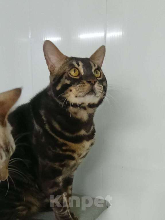 Кошки в Ярославле: Бенгальские малыши Мальчик, 40 000 руб. - фото 7