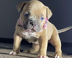 Собаки в Москве: Американские булли покет Девочка, Бесплатно - фото 4