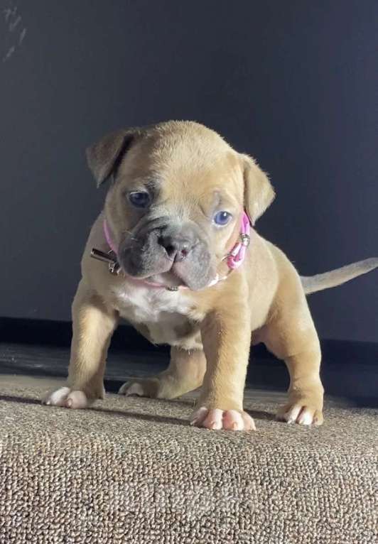 Собаки в Москве: Американские булли покет Девочка, Бесплатно - фото 4