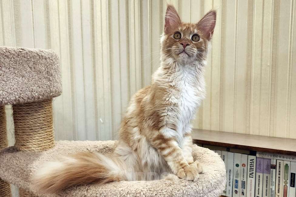 Кошки в Санкт-Петербурге: Серебристая мурчалка из питомника Fiery Friend Девочка, 30 000 руб. - фото 4