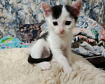 Кошки в Набережных Челнах: Котёнок в добрые руки Мальчик, Бесплатно - фото 3