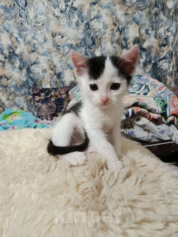 Кошки в Набережных Челнах: Котёнок в добрые руки Мальчик, Бесплатно - фото 3