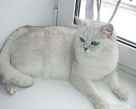 Кошки в Курске: кот вязка, 1 000 руб. - фото 1