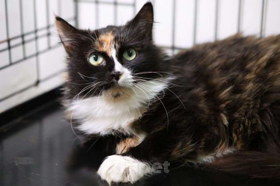 Кошки в Москве: В целом большом мире у нее нет никого и ничего... Только синяя лежаночка со звездочками Девочка, Бесплатно - фото 2