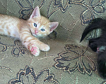 Кошки в Магнитогорске: Котята бесплатно Мальчик, Бесплатно - фото 4