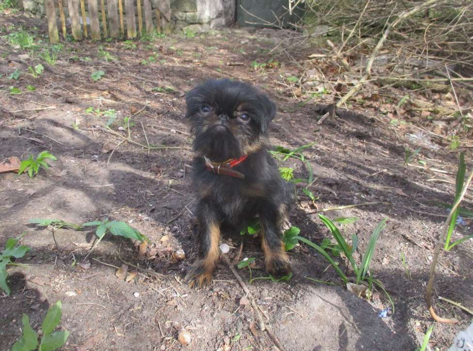 Собаки в Пскове: Девочка бельгийский гриффон Девочка, 55 000 руб. - фото 2