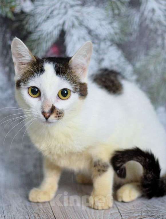 Кошки в Москве: Ириска в поиске дома Девочка, Бесплатно - фото 2