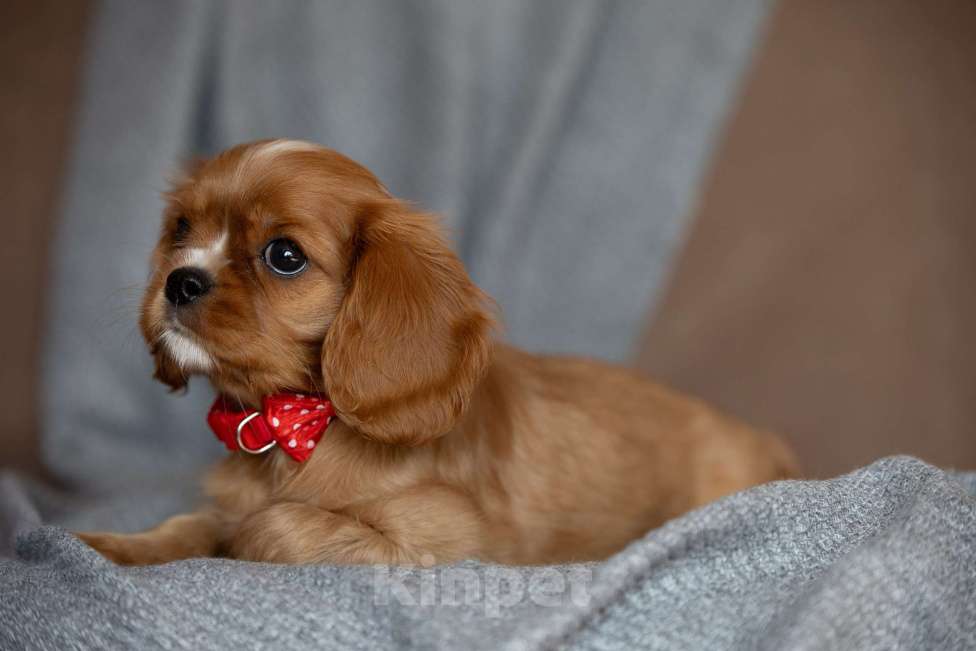 Собаки в Тарусе: Девочка Кавалер Кинг Чарльз Спаниель Девочка, 65 000 руб. - фото 4