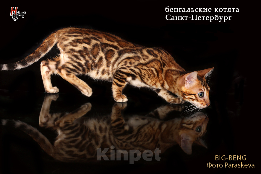 Кошки в Санкт-Петербурге: Бенгальский мальчик Мальчик, 40 000 руб. - фото 3