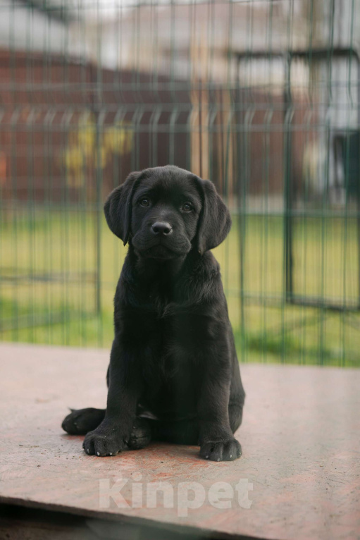Собаки в Санкт-Петербурге: Щенок Лабрадора девочка  Девочка, 90 000 руб. - фото 2