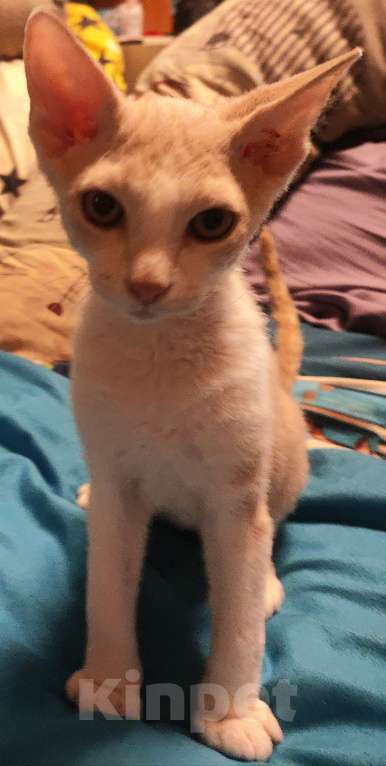 Кошки в Санкт-Петербурге: Донской сфинкс котёнок  Мальчик, 8 000 руб. - фото 2