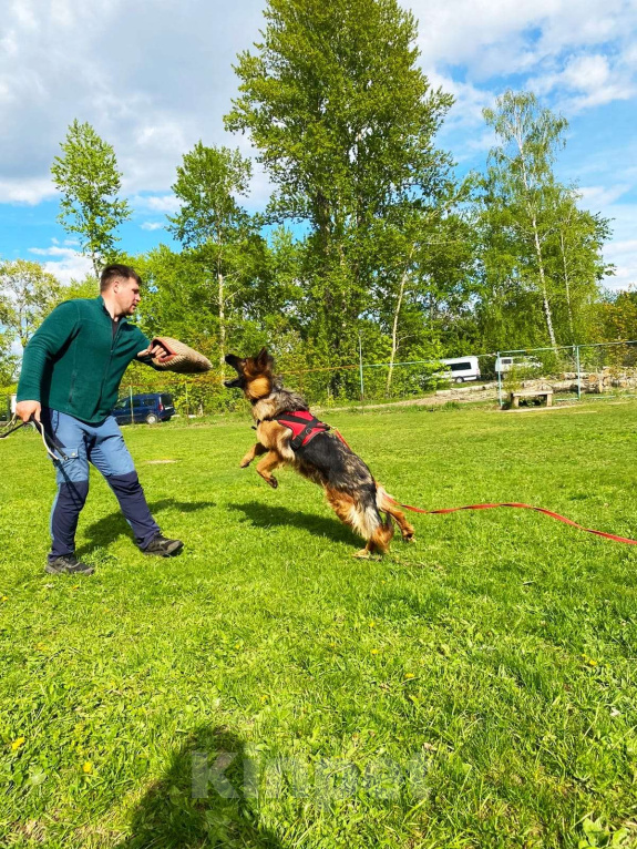 Собаки в Коломне: Продам щенка немецкой овчарки д ш. Девочки Девочка, 50 000 руб. - фото 2
