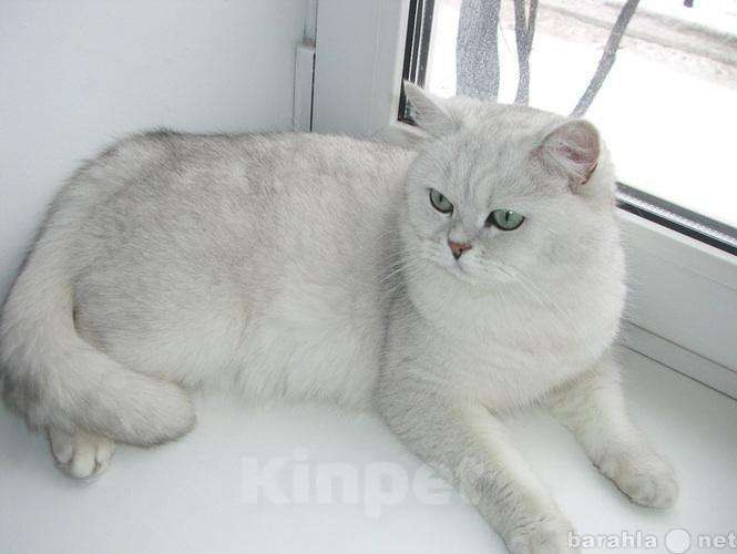 Кошки в Курске: кот вязка, 1 000 руб. - фото 1