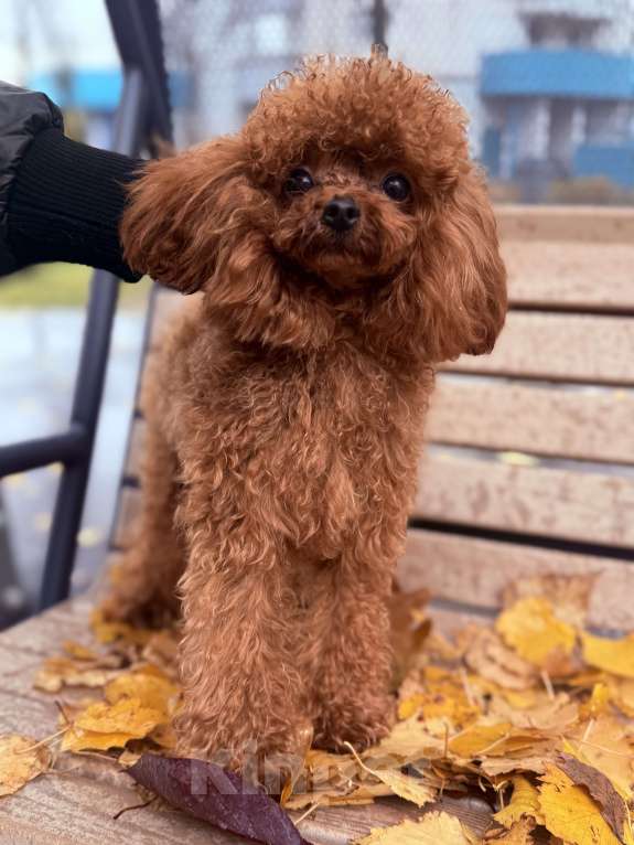 Собаки в Москве: Той пудель импорт Китай Девочка, 230 000 руб. - фото 2