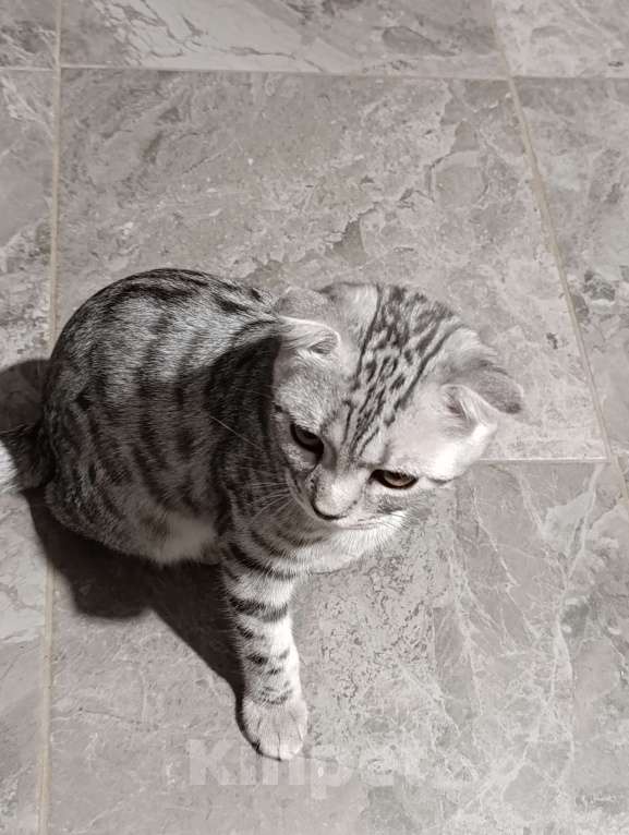 Кошки в Самаре: Мыш Мальчик, Бесплатно - фото 3